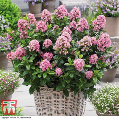 B&Q -  Escallonia Laevis Pink Elle 9Cm Potted Plant X 1