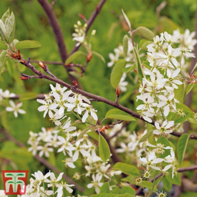 Thompson & Morgan Amelanchier (Juneberry) Canadensis 3 Litre Potted Plant X 1 from B&Q