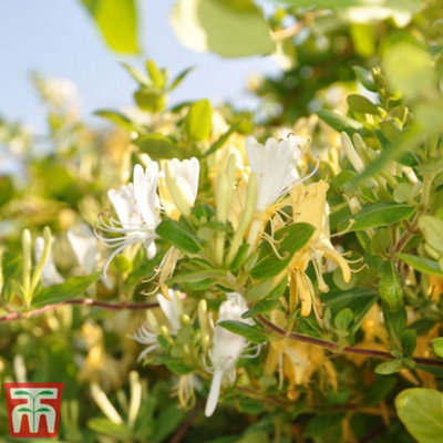 Thompson & Morgan Lonicera (Honeysuckle) Japonica Halliana 3 Litre Potted  Plant X 1 from B&Q