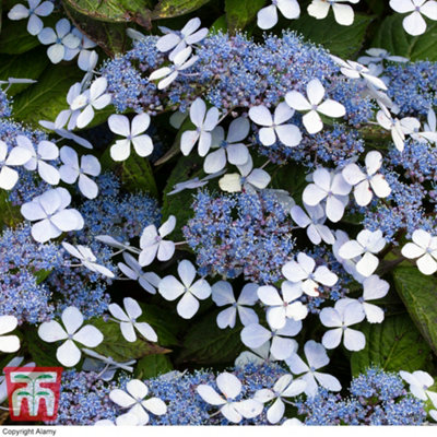Thompson & Morgan Hydrangea Serrata Bluebird 3.6 Litre Potted Plant X 1 from B&Q