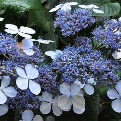 Thompson & Morgan Hydrangea Serrata Bluebird 3 Litre Potted Plant X 2 from B&Q
