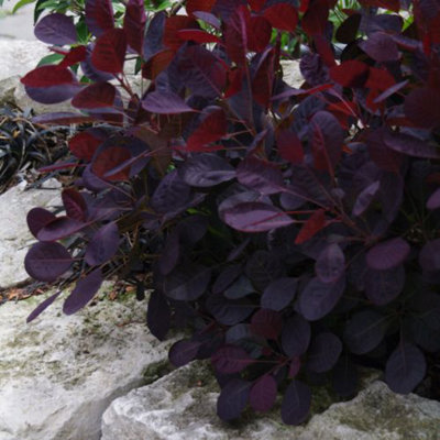Thompson & Morgan Cotinus Coggygria Lilla Noble 3.6 Litre Potted Plant X 1 from B&Q