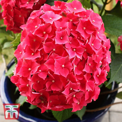 Thompson & Morgan Hydrangea Macrophylla Leuchtfeuer 3.6 Litre Potted Plant X 1 from B&Q