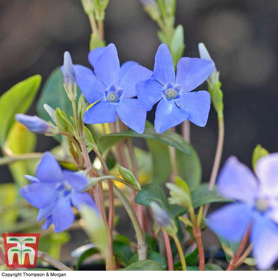 Thompson & Morgan Vinca Minor 2.5 Litre Potted Plant X 1 from B&Q