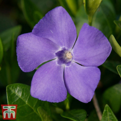 Thompson & Morgan Vinca Minor Ralph Shugart 3 Litre Potted Plant X 1 from B&Q