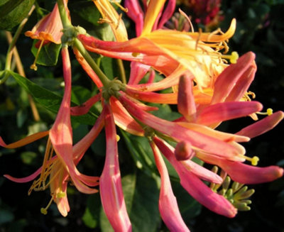 Thompson & Morgan Honeysuckle Lonicera X Heckrotii Goldflame 3 Litre Potted Plant X 1 from B&Q