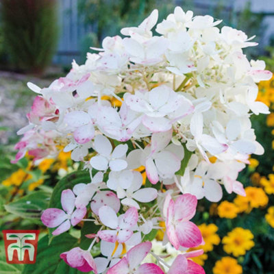 B&Q -  Hydrangea Paniculata Wims Red 3.6 Litre Potted Plant X 1 (Height 40-50Cm)