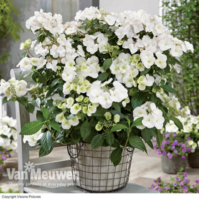 B&Q -  Hydrangea Macrophylla Runaway Bride 6 Litre Potted Plant X 1