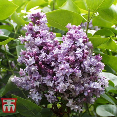 Thompson & Morgan Syringa Vulgaris Katherine Havemeyer 9Cm Potted Plant X 1 from B&Q