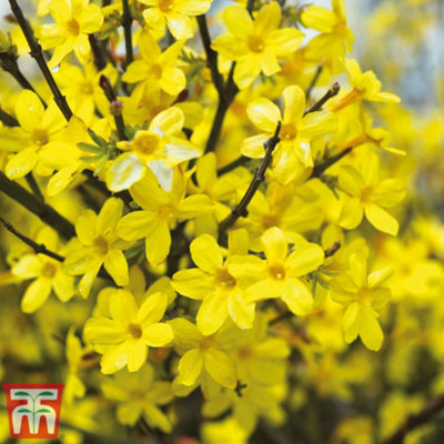 Thompson & Morgan Winter Flowering Jasmine - Jasminum Nudiflorum - 9Cm Potted Plant X 1