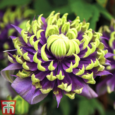 Thompson & Morgan Thompson And Morgan Clematis Florida Taiga Plant Pot 9Cm - Image 5
