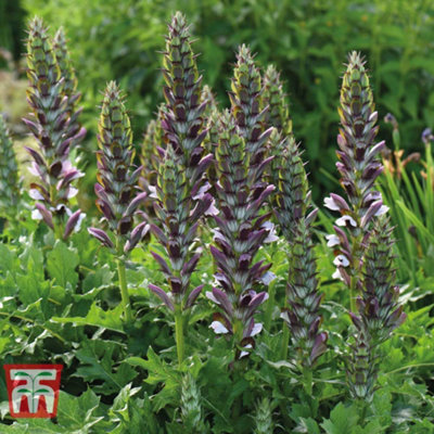 B&Q -  Acanthus Mollis 9Cm Potted Plant X 1