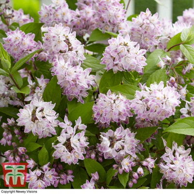 Thompson & Morgan Deutzia Raspberry Sundae 9Cm Pot X 1 from B&Q