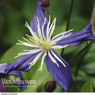 Thompson & Morgan Clematis X Aromatica 7Cm Pot X 2 from B&Q