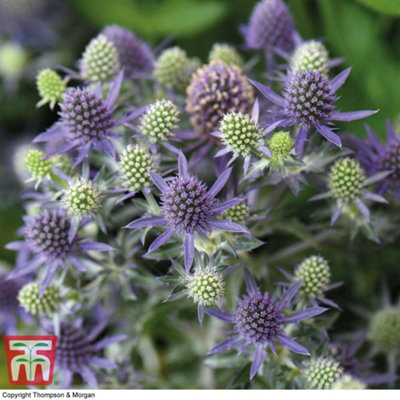 B&Q -  Eryngium (Sea Holly) Planum Blue Hobbit 1 Litre Potted Plant X 1