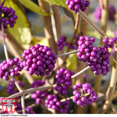 Thompson & Morgan Callicarpa Bodinieri Profusion 9Cm Potted Plant X 1 from B&Q