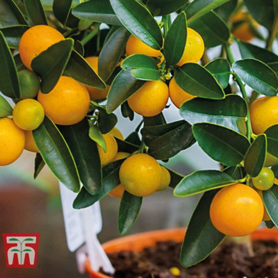 Thompson & Morgan Fruit Citrus Orange (Citrus Sinensis) Fruiting Bush 16Cm Potted Plant X 1 from B&Q
