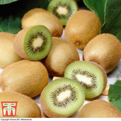 Thompson & Morgan Kiwi (Actinidia Arguta) Jenny (Self Fertile) 9Cm Potted Plantted Plant X 1 from B&Q