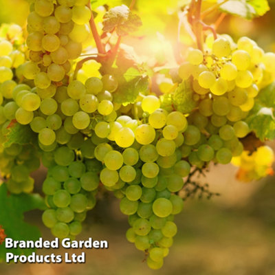 Thompson & Morgan Grape (Vitis) Chardonnay 10.5Cm Potted Plant X 1 from B&Q