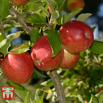 B&Q -  Apple (Malus) Mini BraeburnPotted Plant X 1 (9Cm Pot)