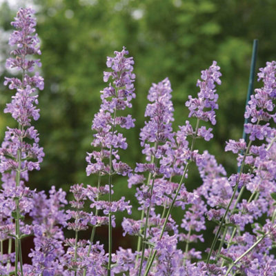 Thompson & Morgan Nepeta Six Hills Giant 9Cm Potted Plant X 2 from B&Q