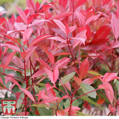 Thompson & Morgan Photinia Fraseri Red Robin 9Cm Pot X 1 from B&Q