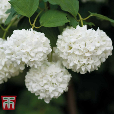 Thompson & Morgan Viburnum Opulus Snowball Shrub 9Cm Pot X 1 from B&Q
