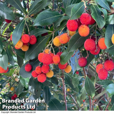 Thompson & Morgan Arbutus Unedo Compacta (Strawberry Tree) 9Cm Potted Plant X 1 from B&Q