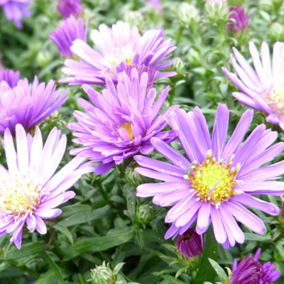 Thompson & Morgan Aster Samoa 1 Litre Potted Plant X 1 from B&Q