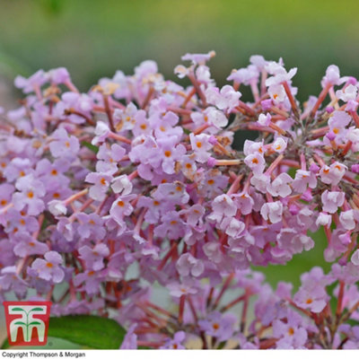 Thompson & Morgan Buddleja Davidii Pink Delight 9Cm Potted Plant X 1 from B&Q