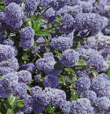 Thompson & Morgan Californian LilacCeanothus Repens 3.6 Litre Potted Plant X 1Spring FloweringLoved By Butterflies And Bees from B&Q