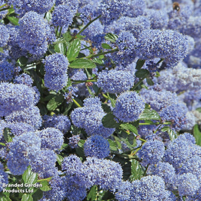 Thompson & Morgan Ceanothus Thrysifolius Repens 9Cm Potted Plant X 1 from B&Q
