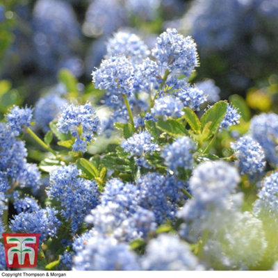 Thompson & Morgan Ceanothus Thrysifolius Repens 9Cm Potted Plant X 6 from B&Q