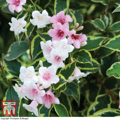 Thompson & Morgan Weigela Florida Variegata 9Cm Pot X 3 from B&Q