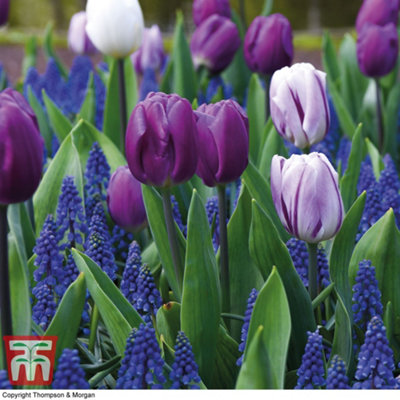 Thompson & Morgan Purple Tulip & Muscari Rain Mix Bulbs Size 20