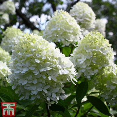 Thompson & Morgan Hydrangea Paniculata Limelight Standard 4.5 Litre Potted Plant X 2 from B&Q