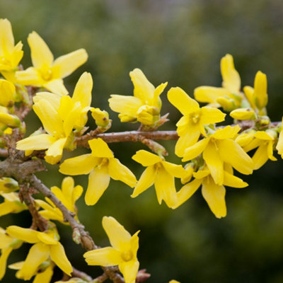 Thompson & Morgan Forsythia Intermedia Spectabilis 9Cm Pot X 1 from B&Q