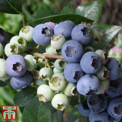 Thompson & Morgan Blueberry (Vaccinium) Elliott 9Cm Pot X 1 from B&Q