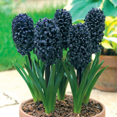 B&Q -  Hyacinth Midnight Mystic 1 Bulb