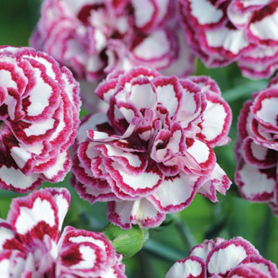 Thompson & Morgan Dianthus (Pinks) Grans Favourite 1 Jumbo Plug from B&Q