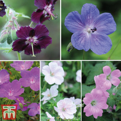Thompson & Morgan Geranium Mixed 3 Bare Root Plants from B&Q