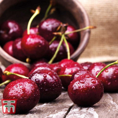Thompson & Morgan Grow Your Own Fruit  Cherry (Prunus) Sunburst (Colt) 12 Litre Pot X 1 from B&Q