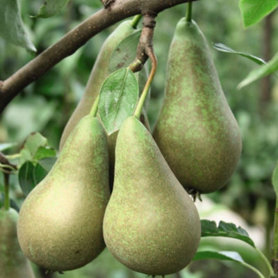 Thompson & Morgan Pear (Pyrus) Conference (Quince A) 12L Pot X 1 from B&Q