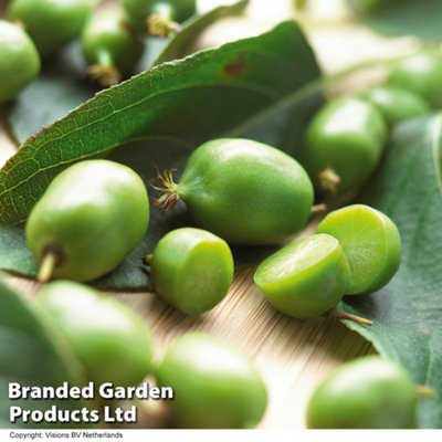 Thompson & Morgan Kiwi Berry (Actinidia Arguta) Sf Issai 9Cm Potted Plant X 1 from B&Q