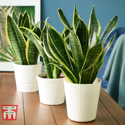 Thompson & Morgan Sansevieria Trifasciata Var. LaurentiiSnake Houseplant  X 2 (12Cm Pot) from B&Q