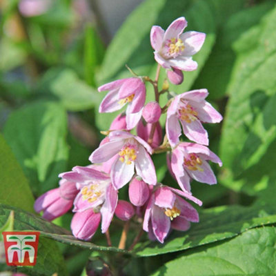 Thompson & Morgan Deutzia X Hybrida Strawberry Fields 9Cm Pot X 1 from B&Q