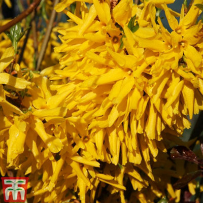 Thompson & Morgan Forsythia X Intermedia Lynwood 9Cm Pot X 1 from B&Q