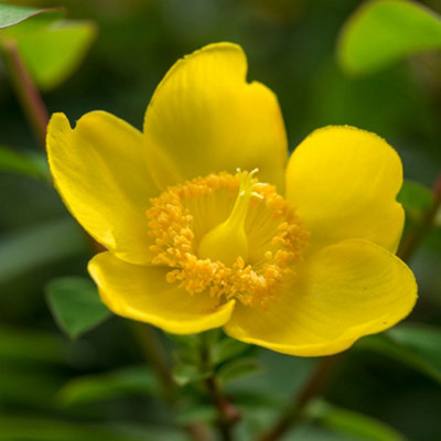 Thompson & Morgan Hypericum Hidcote 9Cm Potted Plant X 1 from B&Q