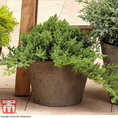 Thompson & Morgan Juniperus Communis Green Carpet 9Cm Potted Plant X 1 from B&Q