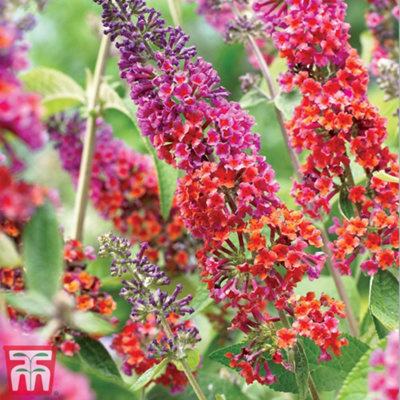 Thompson & Morgan Buddleja Flower Power 9Cm Potted Plant X 2 from B&Q